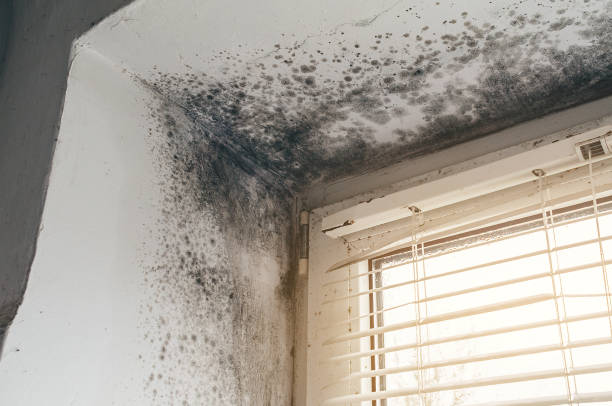 Affordable Mold Cleanup solutions in Woodville, TX